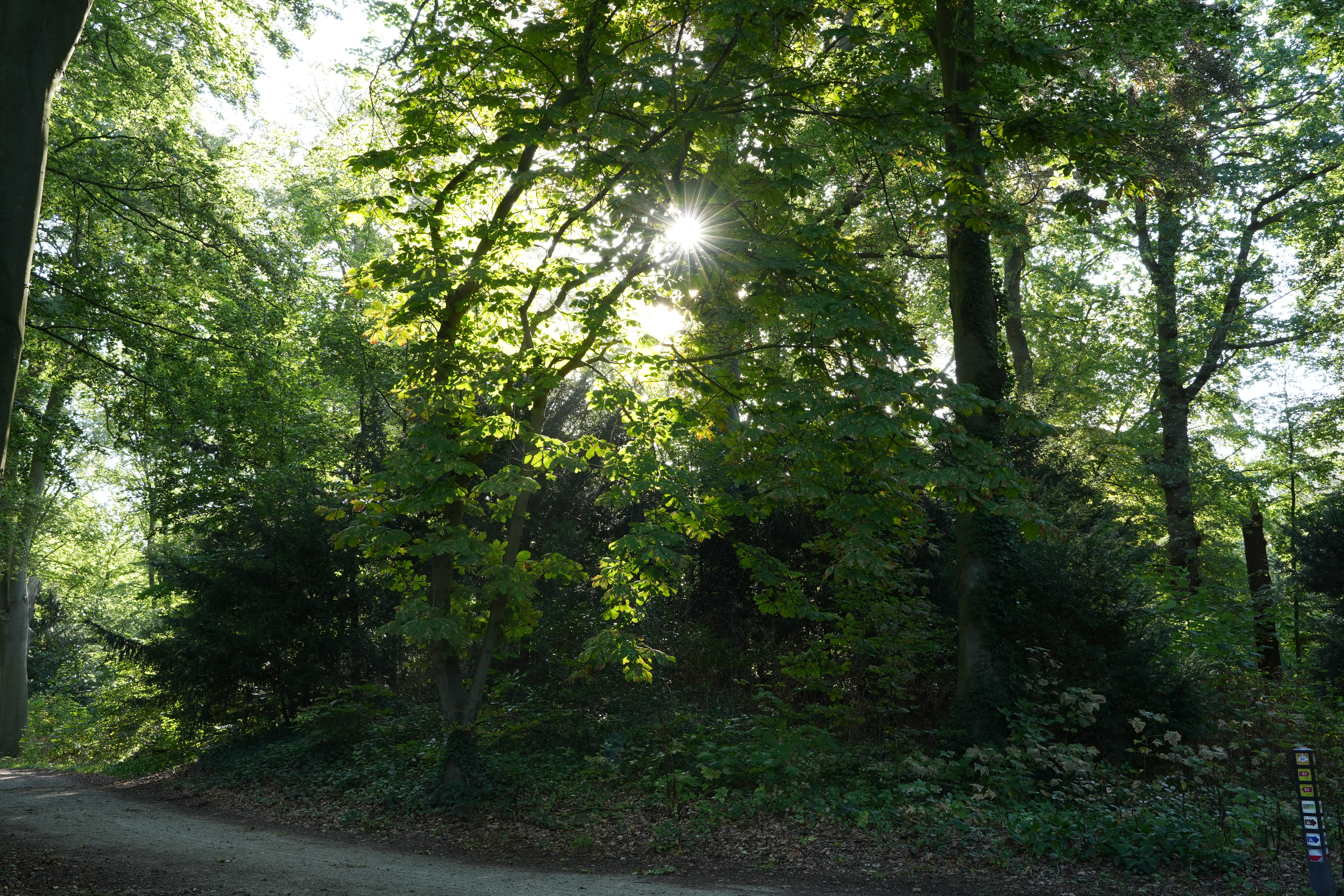 Forest path in the first light of the morning.