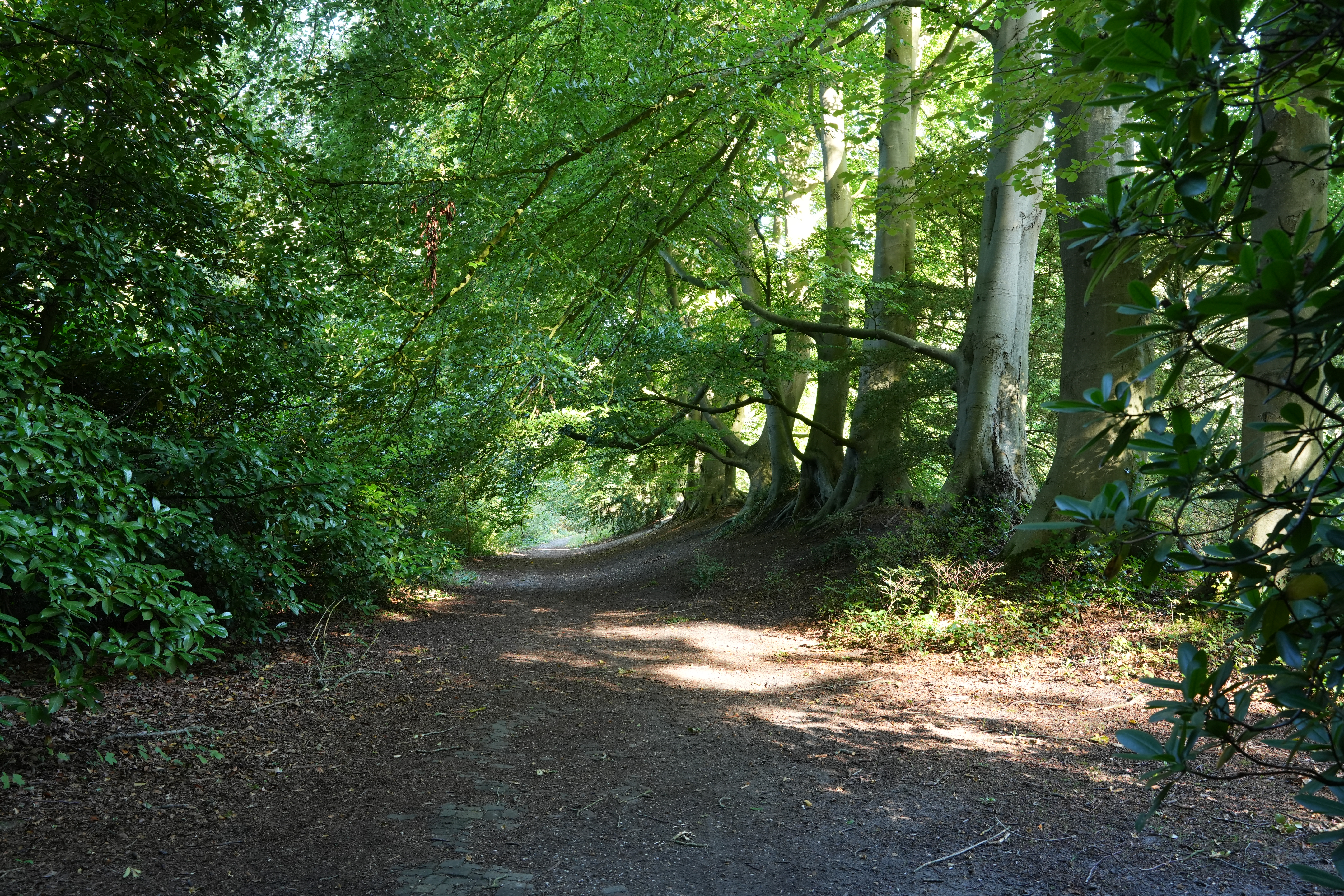 Soft morning shade under the canopy.