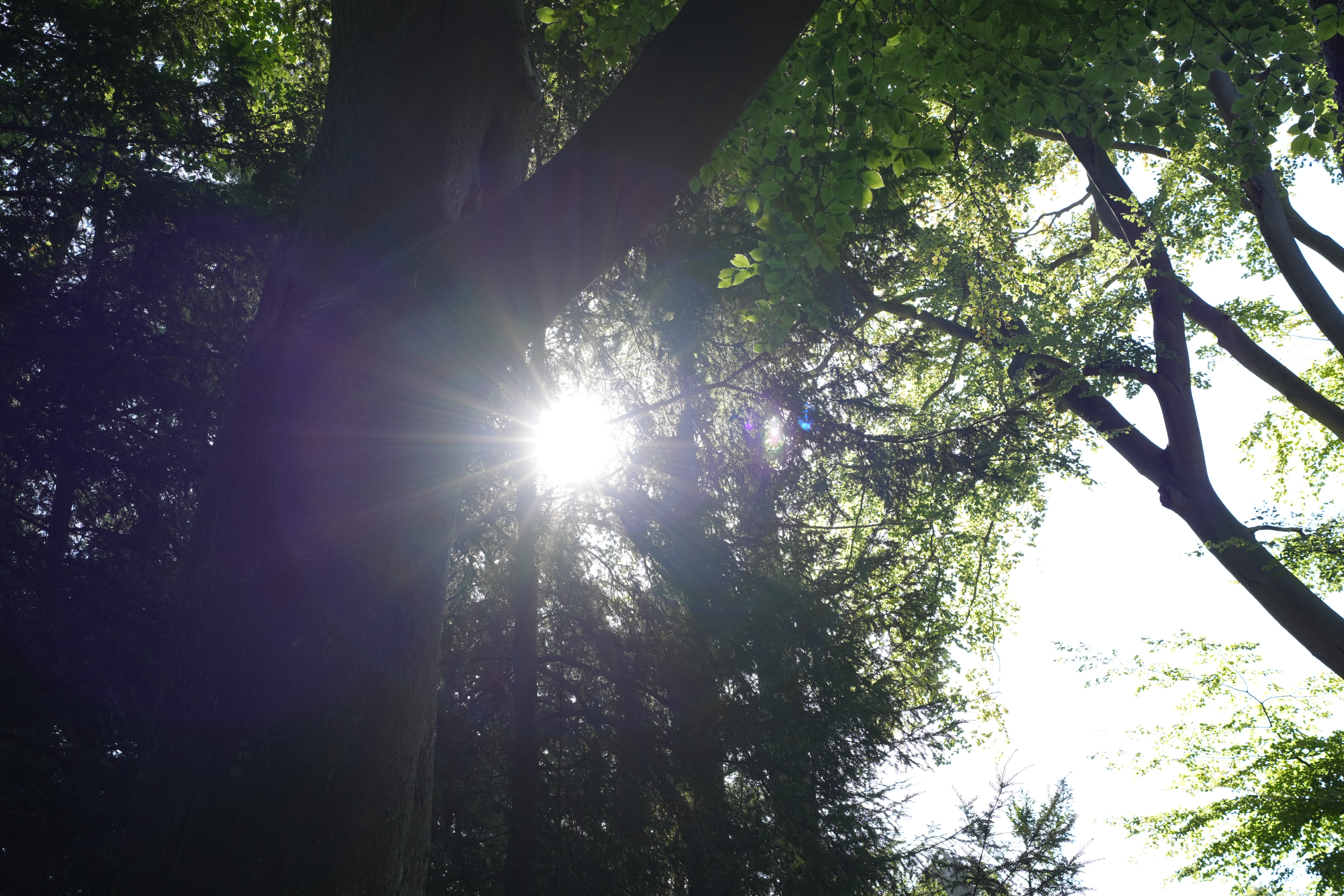 A quiet stretch of woodland path.