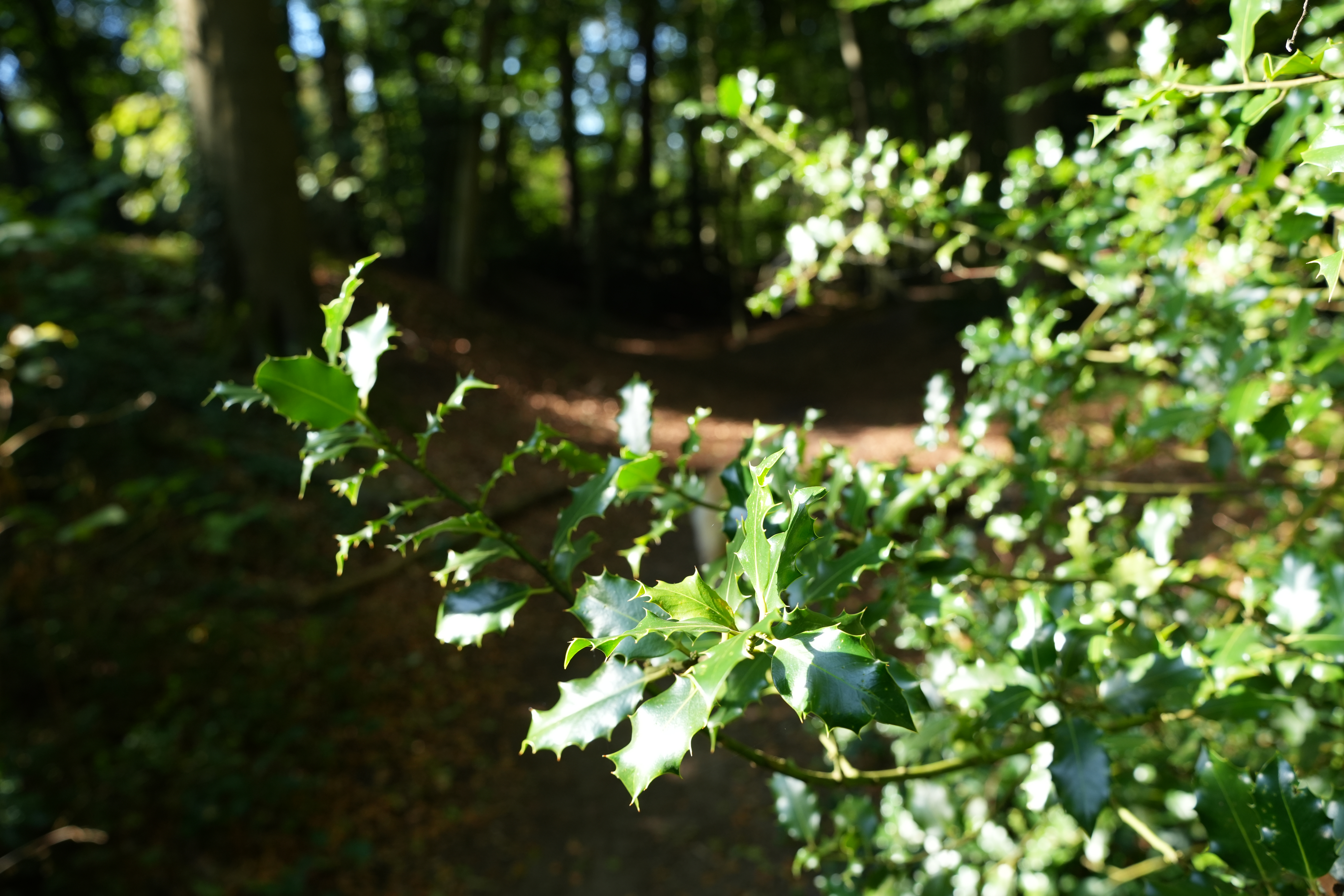 A low morning light across the damp undergrowth.