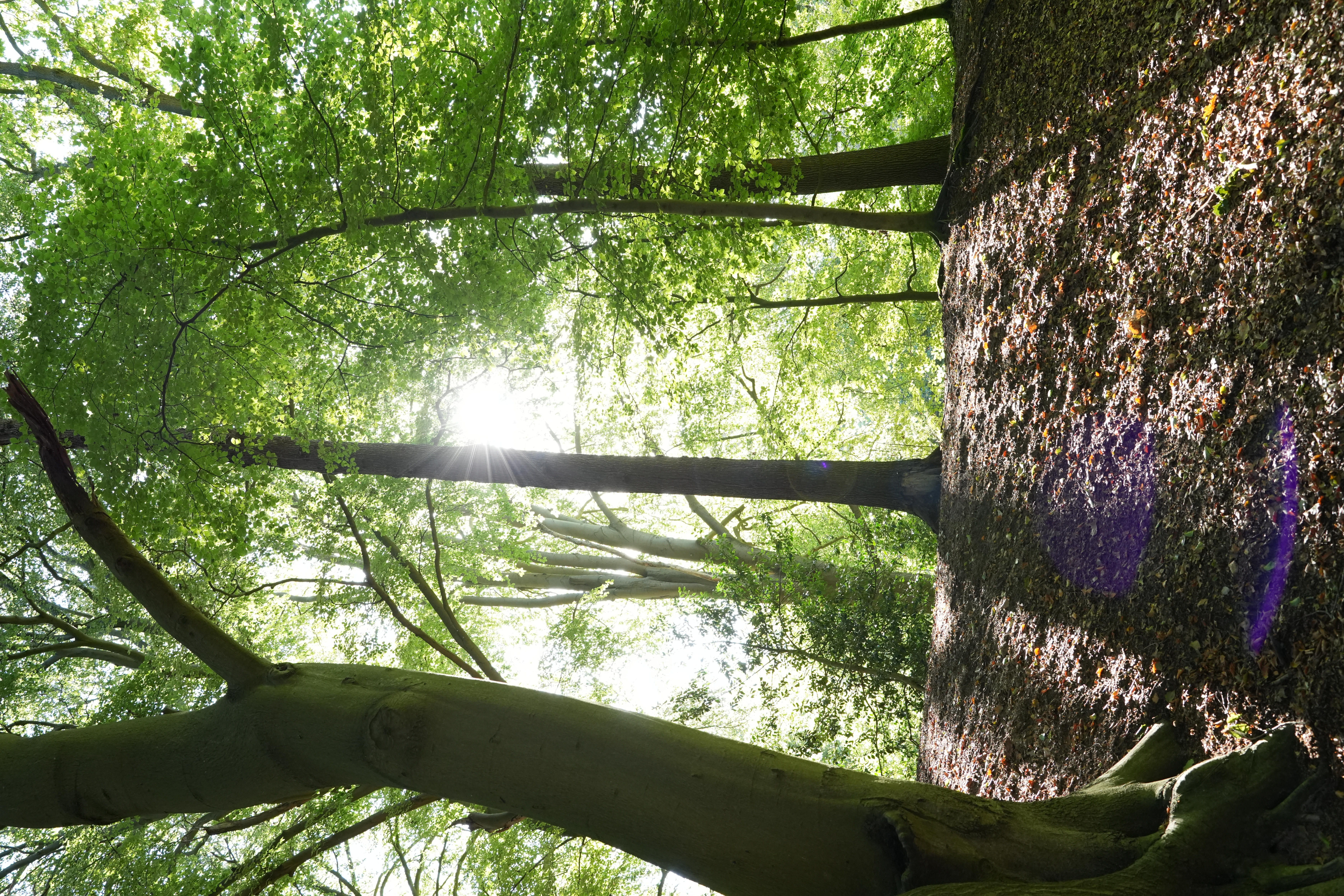 The light becomes more directional as the path rises.