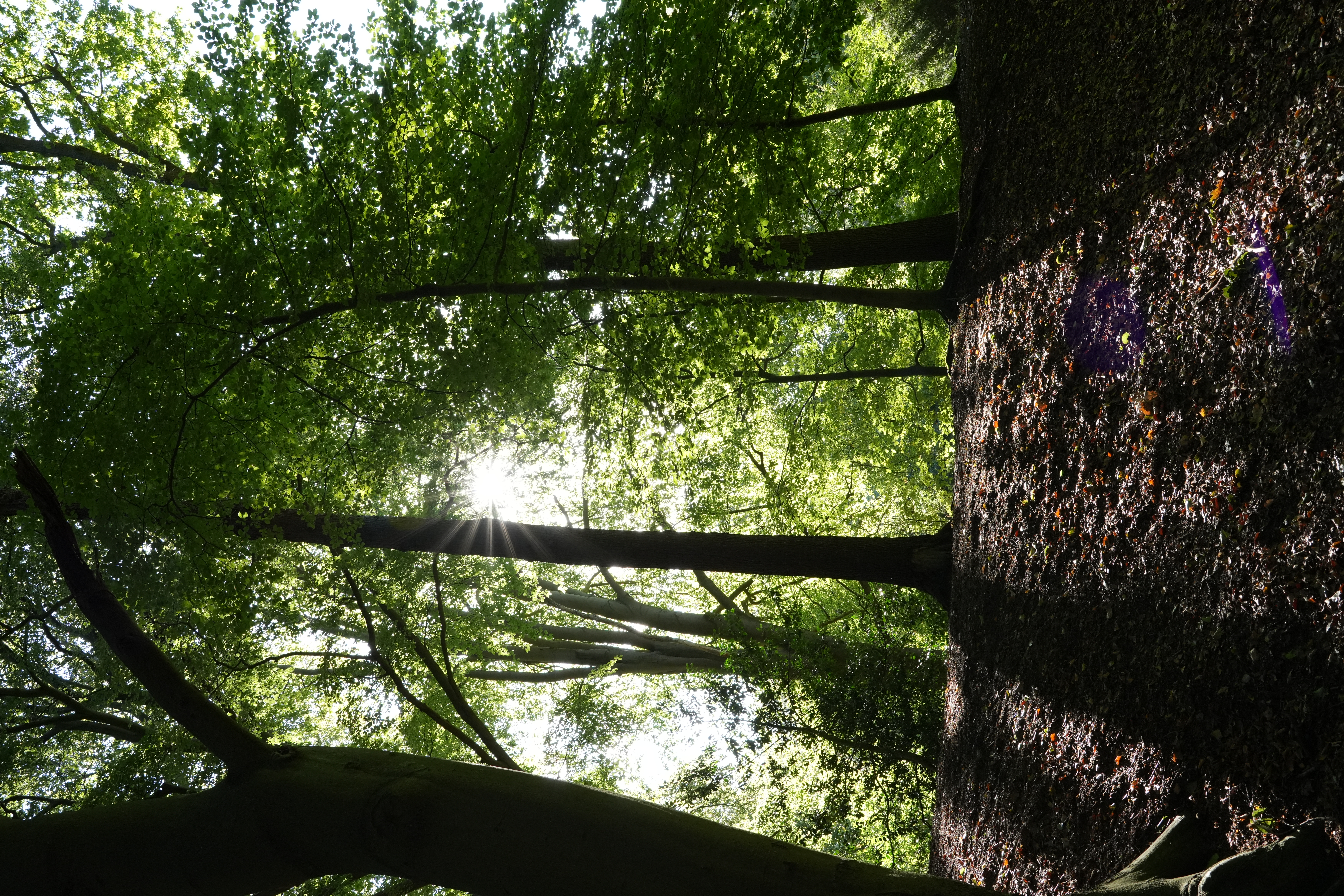 A moment of clear light between the trees.